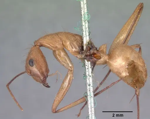 Camponotus cervicalis - CASENT0101551
