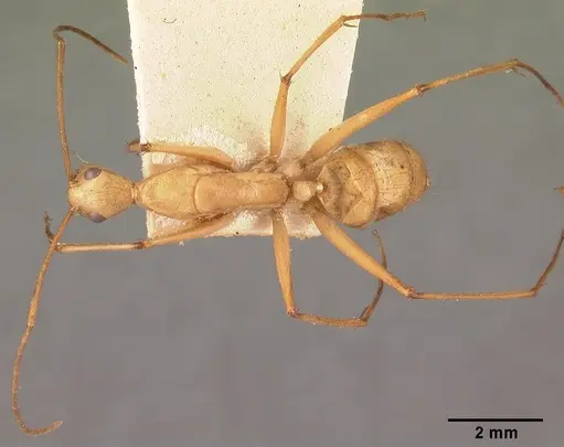 Camponotus cervicalis - CASENT0101552