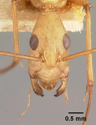 Camponotus cervicalis - CASENT0101552