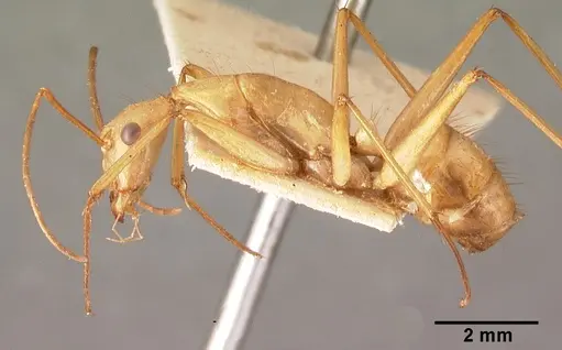 Camponotus cervicalis - CASENT0101552