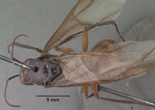 Camponotus cervicalis - CASENT0101561