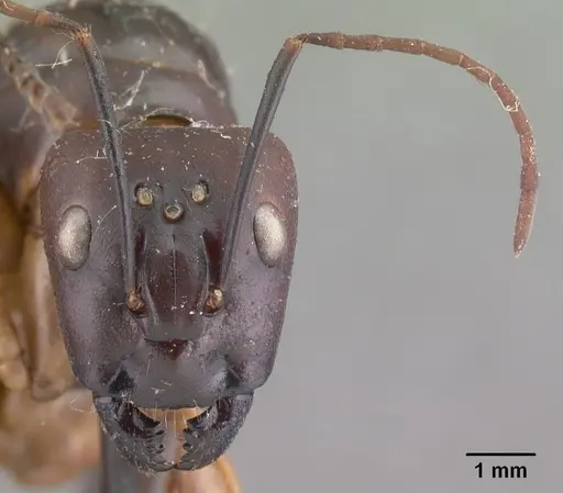 Camponotus cervicalis - CASENT0101561