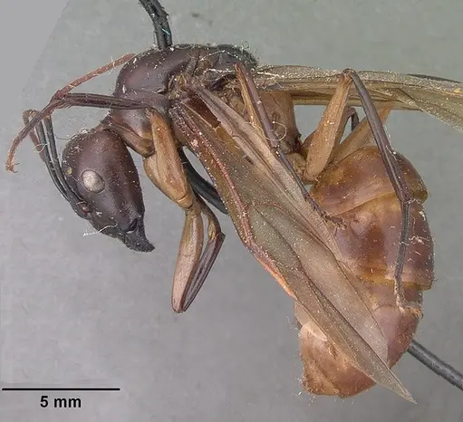 Camponotus cervicalis - CASENT0101561