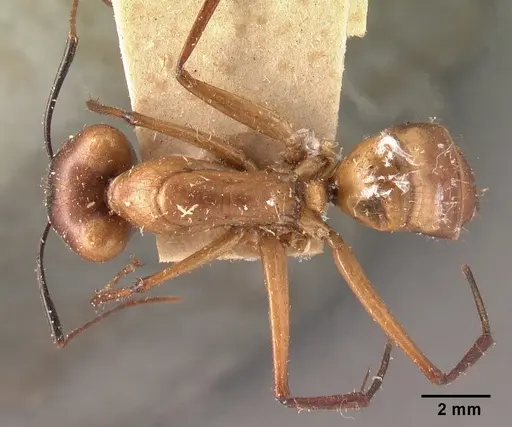 Camponotus cervicalis - CASENT0101704