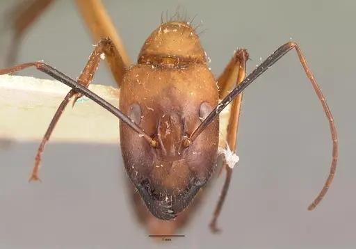 Camponotus cervicalis - CASENT0101779