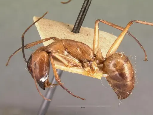 Camponotus cervicalis - CASENT0101779