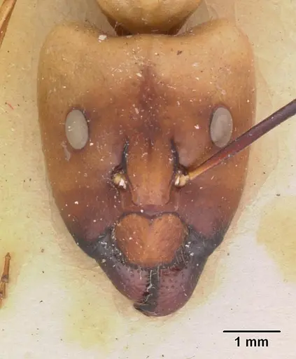 Camponotus cervicalis - CASENT0102309