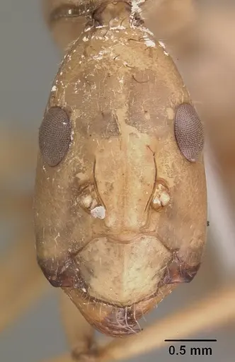 Camponotus cervicalis - CASENT0102310