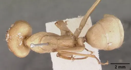 Camponotus cervicalis - CASENT0102311