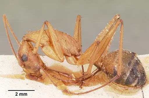 Camponotus cervicalis - CASENT0104634