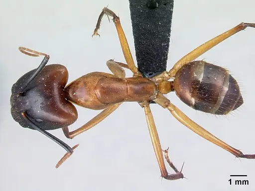 Camponotus cervicalis - CASENT0109977