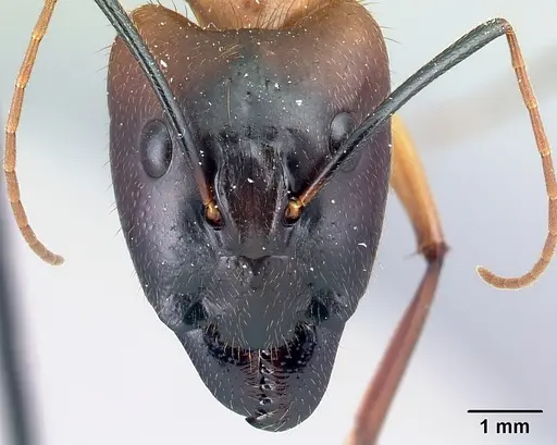 Camponotus cervicalis - CASENT0109977