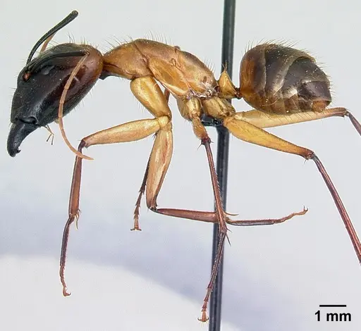 Camponotus cervicalis - CASENT0109977