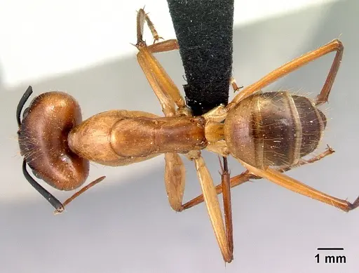Camponotus cervicalis - CASENT0129800
