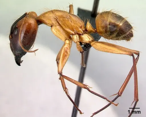 Camponotus cervicalis - CASENT0129800
