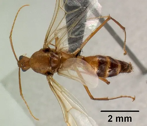 Camponotus cervicalis - CASENT0135815