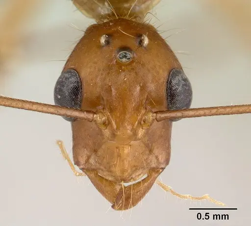 Camponotus cervicalis - CASENT0135815