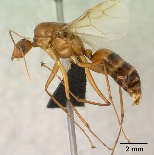 Camponotus cervicalis - CASENT0135815