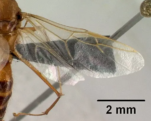 Camponotus cervicalis - CASENT0135815