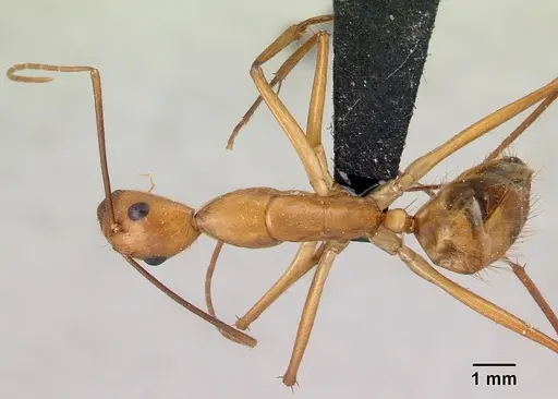 Camponotus cervicalis - CASENT0217303