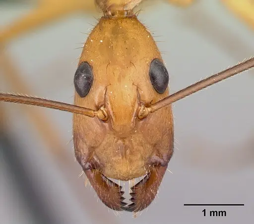 Camponotus cervicalis - CASENT0217303