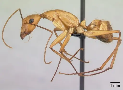 Camponotus cervicalis - CASENT0217303