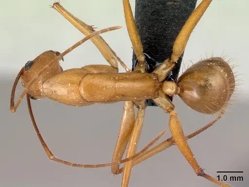 Camponotus cervicalis - CASENT0217313