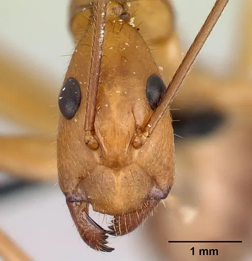 Camponotus cervicalis - CASENT0217313