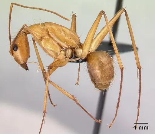 Camponotus cervicalis - CASENT0217313