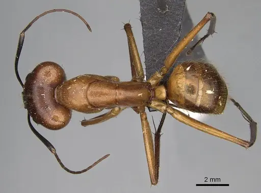 Camponotus cervicalis - CASENT0922551