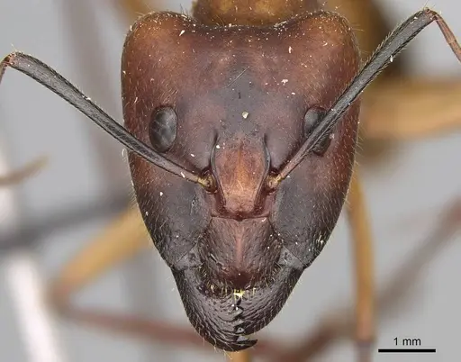 Camponotus cervicalis - CASENT0922551