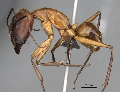 Camponotus cervicalis - CASENT0922551