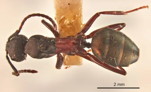 Camponotus chalceoides specimen