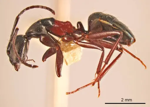 Camponotus chalceoides specimen