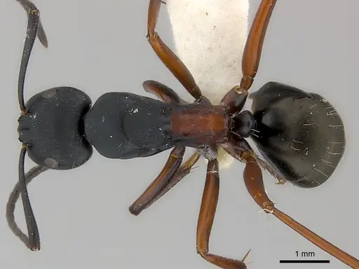 Camponotus chalceus specimen
