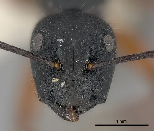 Camponotus chalceus specimen