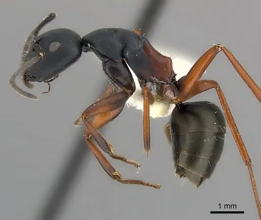 Camponotus chalceus specimen