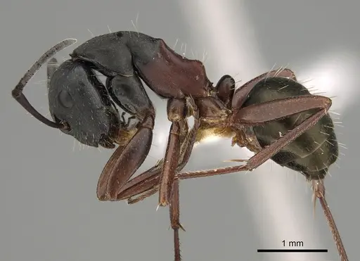 Camponotus chalceus - CASENT0887655