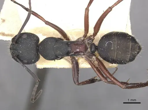 Camponotus chalceus - CASENT0910366