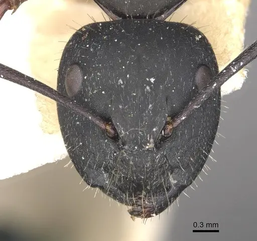 Camponotus chalceus - CASENT0910366