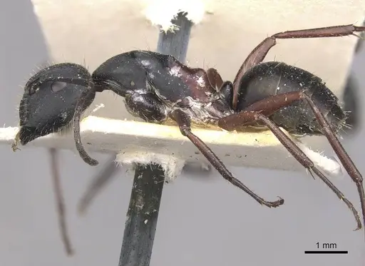 Camponotus chalceus - CASENT0910366