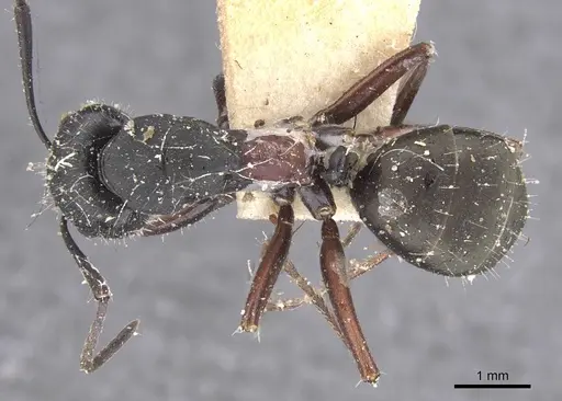 Camponotus chalceus - CASENT0911753