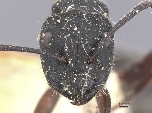 Camponotus chalceus - CASENT0911753