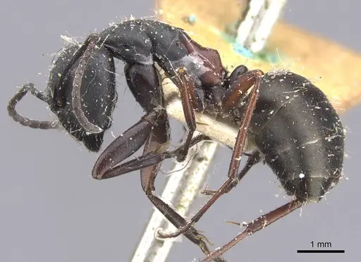 Camponotus chalceus - CASENT0911753