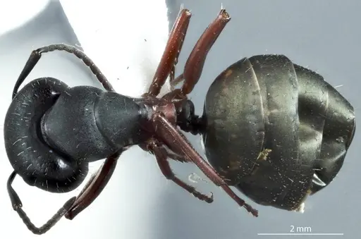 Camponotus chalceus - JDM32-000957