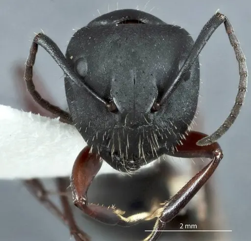 Camponotus chalceus - JDM32-000957