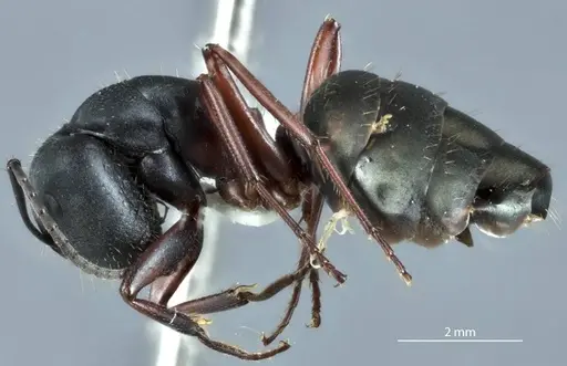 Camponotus chalceus - JDM32-000957