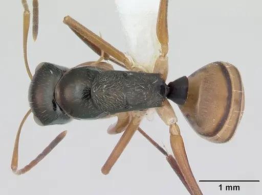 Camponotus championi specimen