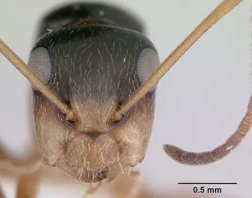 Camponotus championi specimen