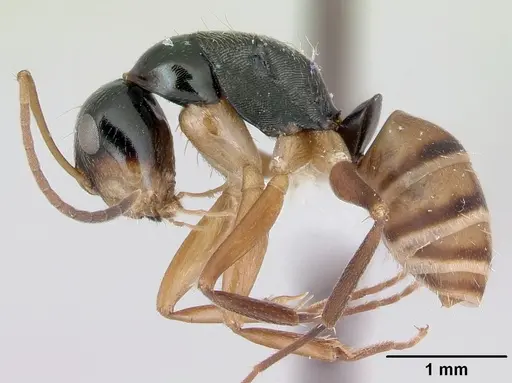 Camponotus championi specimen
